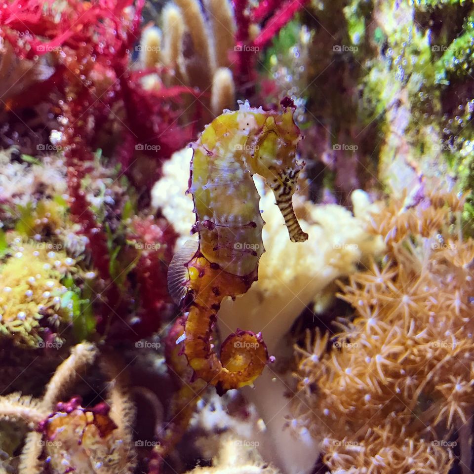 A little seahorse surrounded by bright, living coral