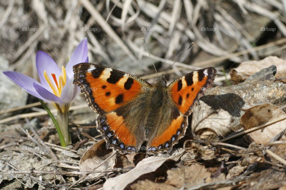 eatly spring signs on the ground