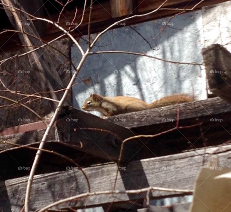 Sly Squirrel. At one of the outbuildings on my brothers' property, this little one thought I didn't see him. 