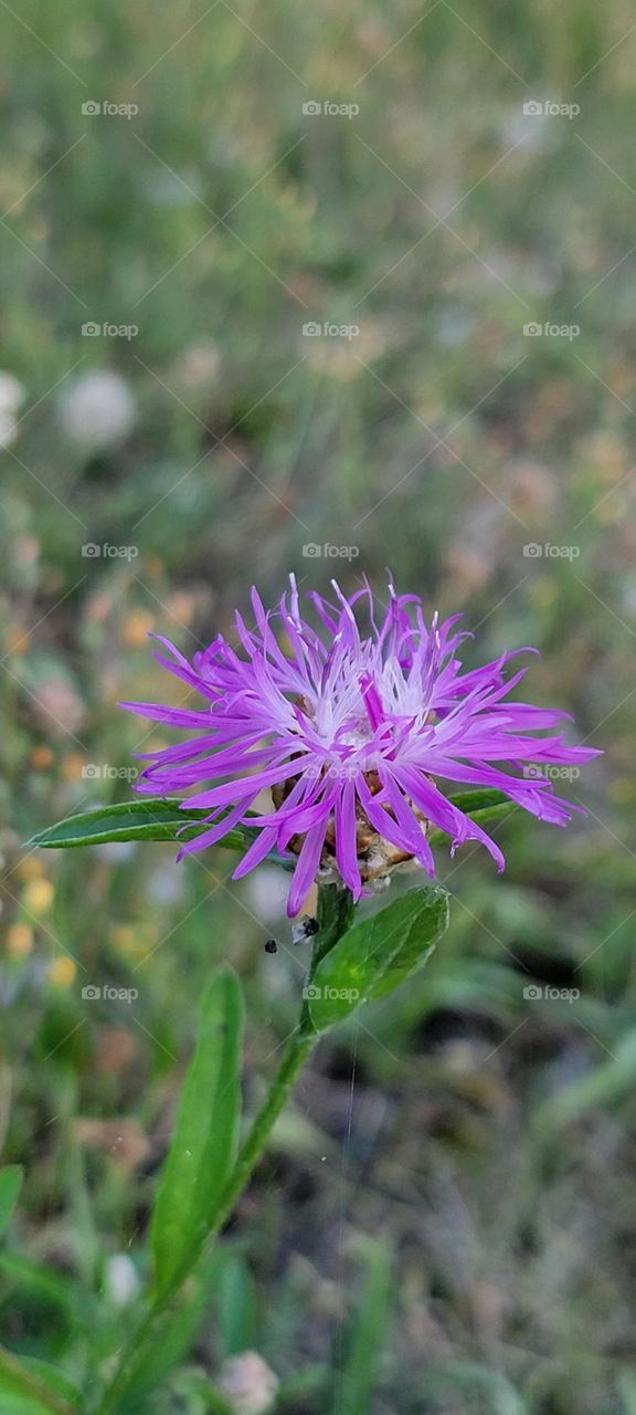 Thistle Flower