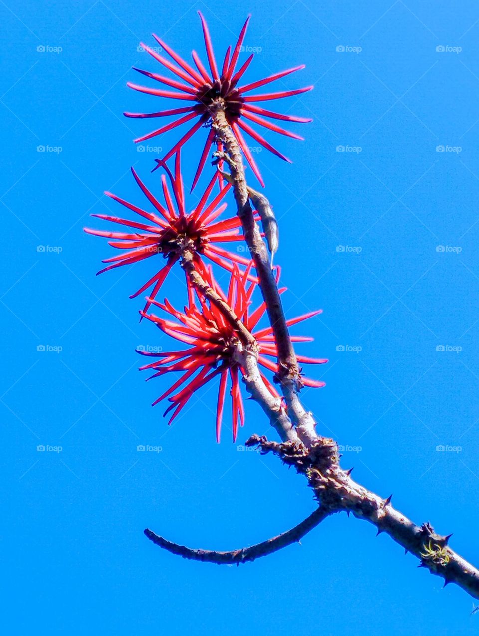 Different flowers

￼