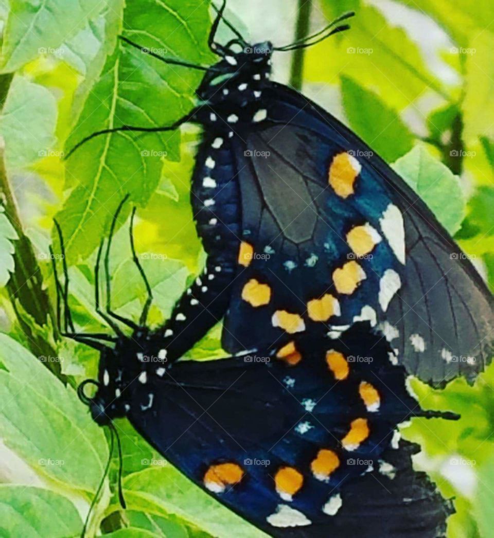 Butterfly Love