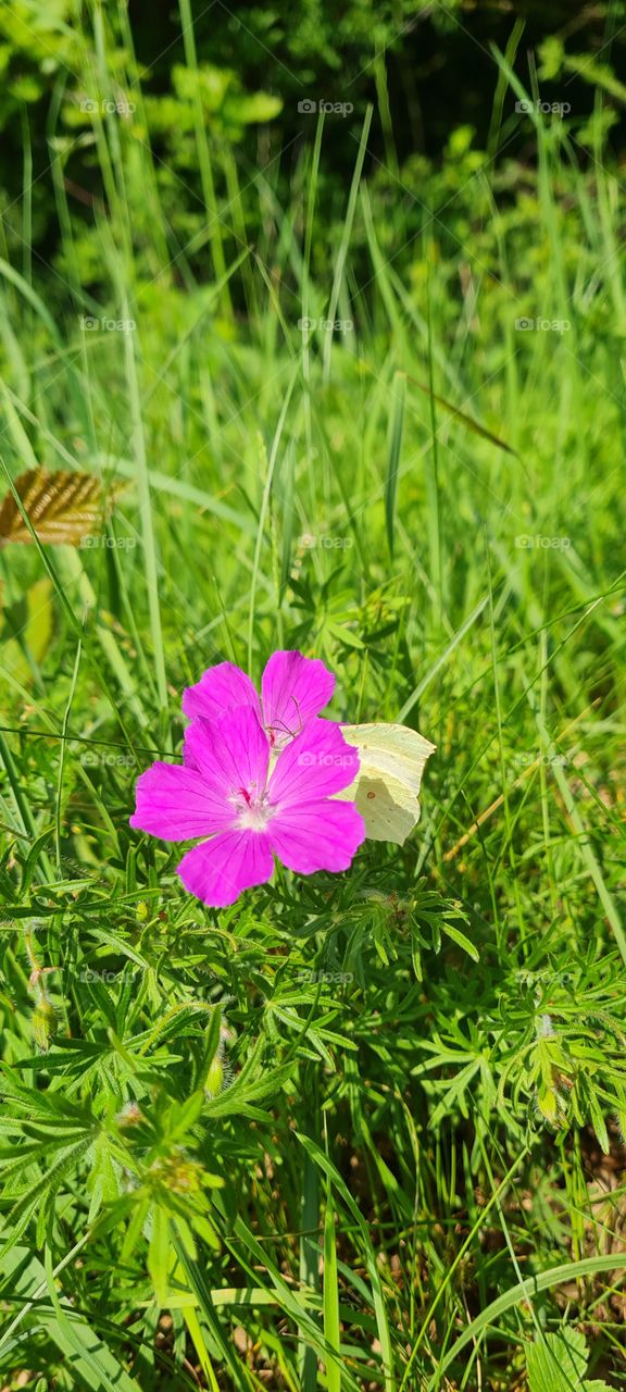 butterfly on flower