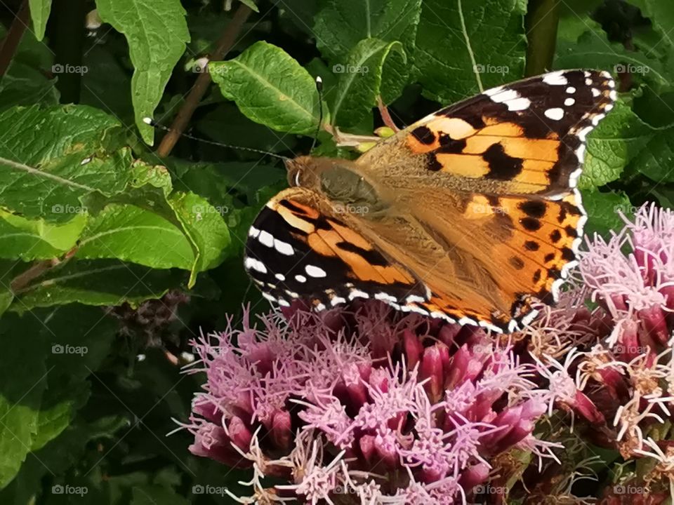 Schmetterling am Ufer