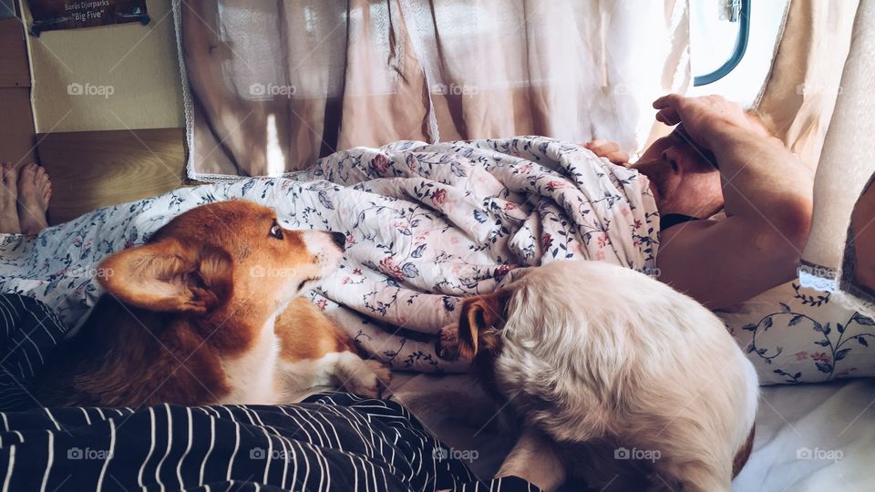 Dogs laying in bed with their master