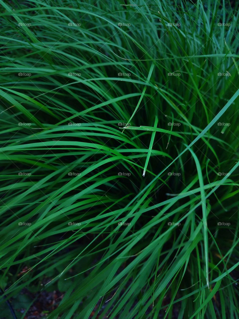 Macro photo of summer grass