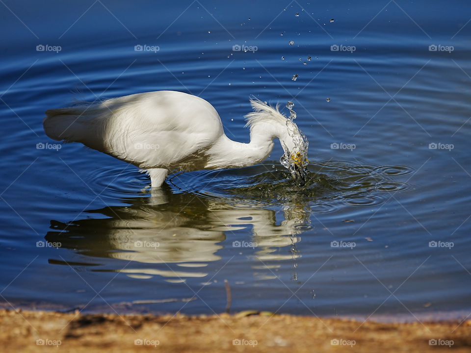 A snowy egret dunks his head in order to find his next meal