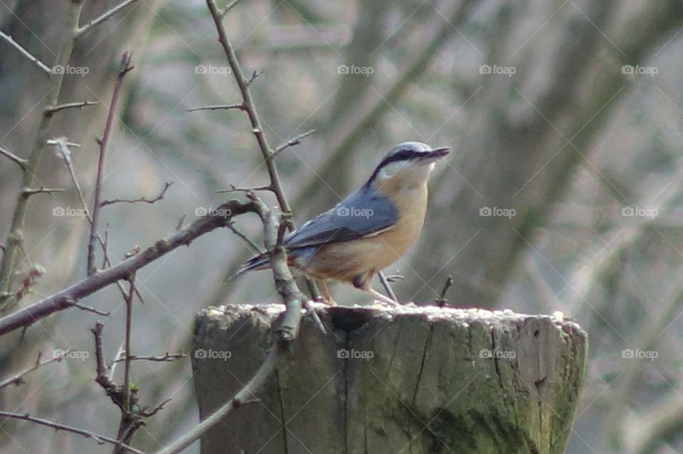 Nuthatch