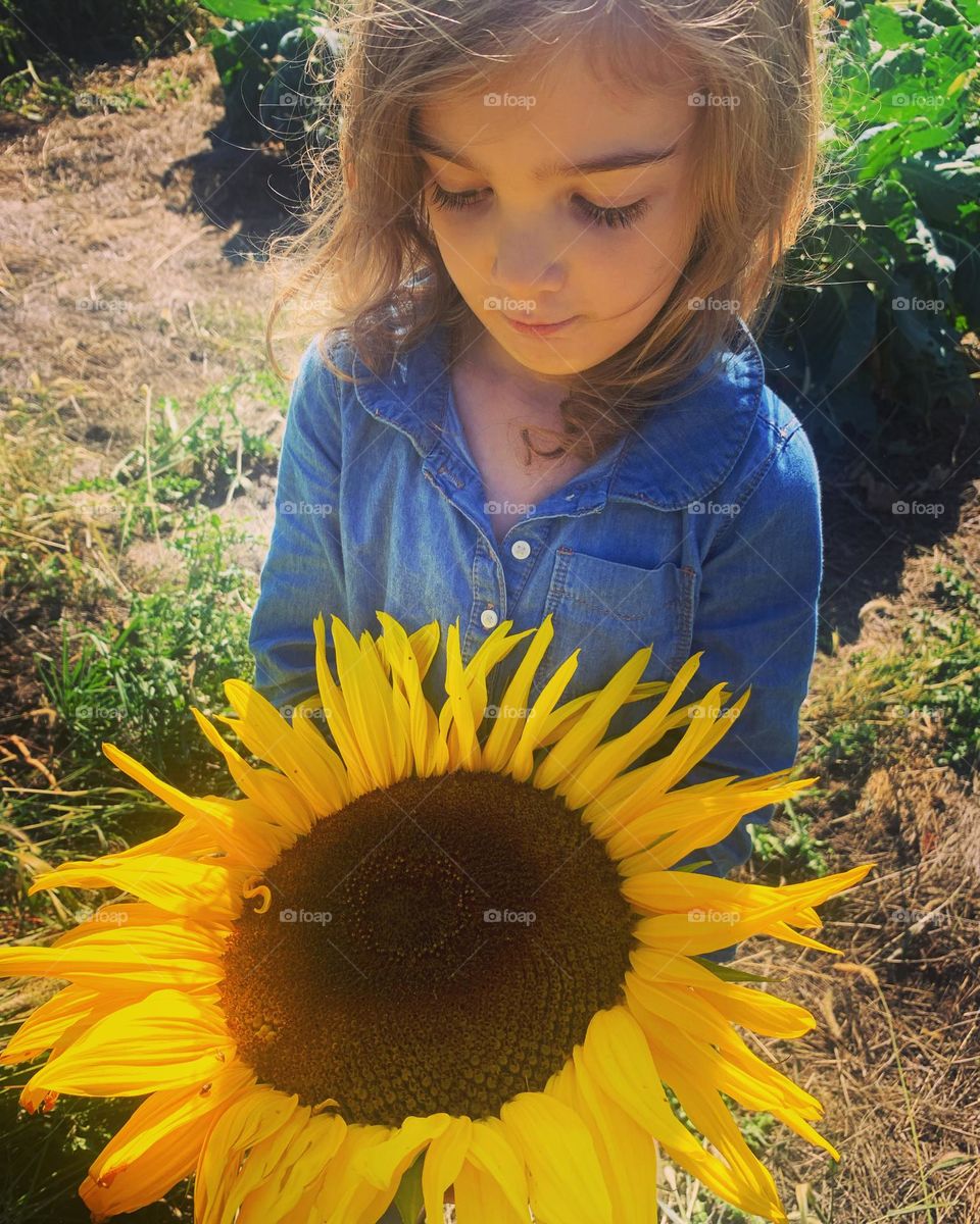 Sunflower 