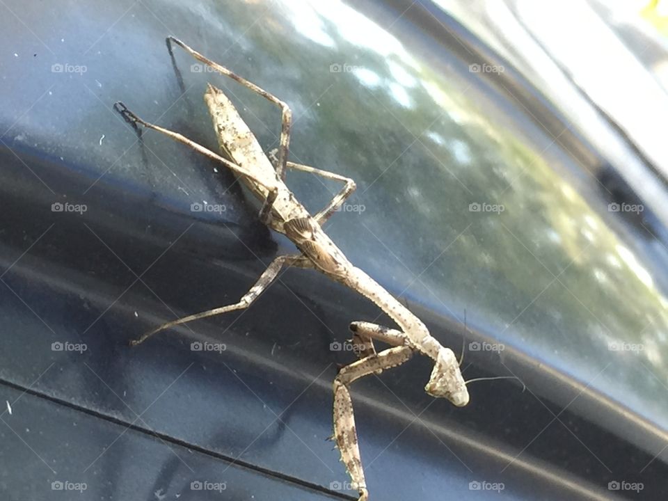 Praying mantis
