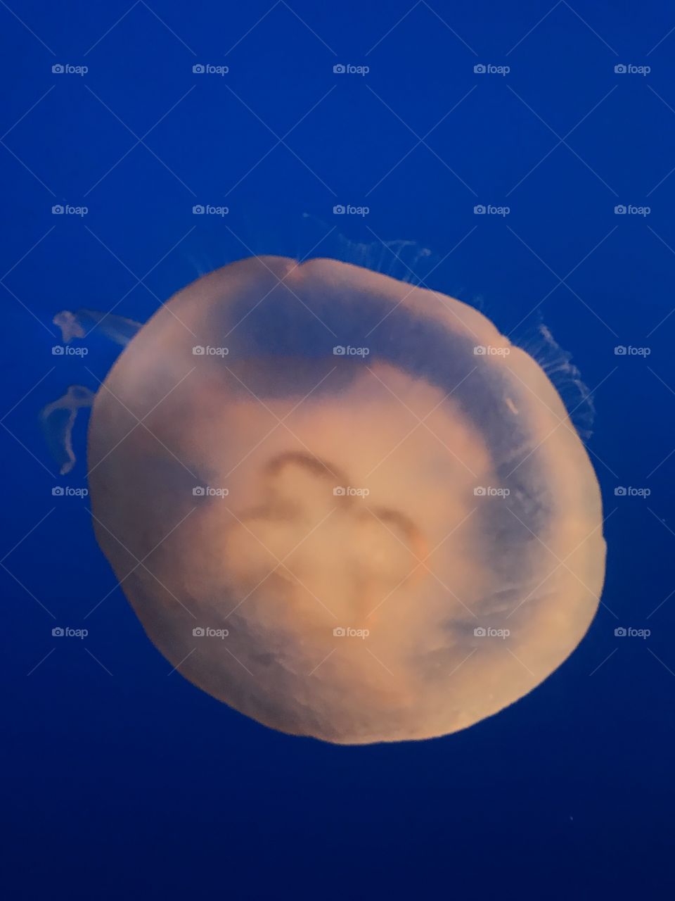 Underwater, No Person, Jellyfish, Moon, Astronomy