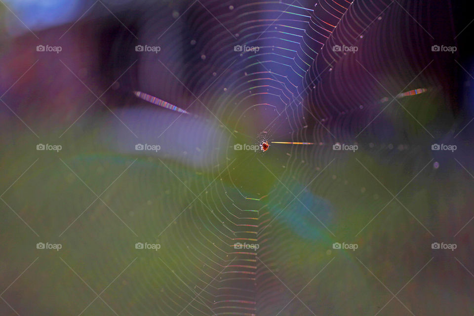 Spider on Web