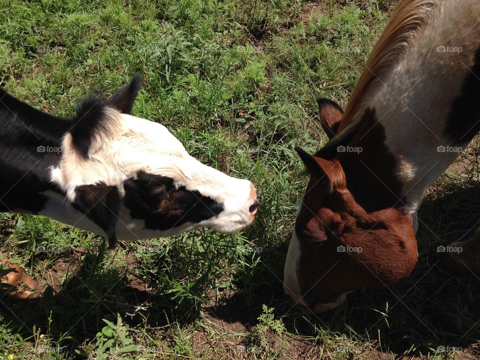 Feel the love. Cow and horse love