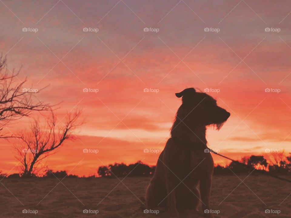 Sunset Puppy 