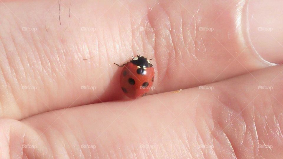 a red coccinelle