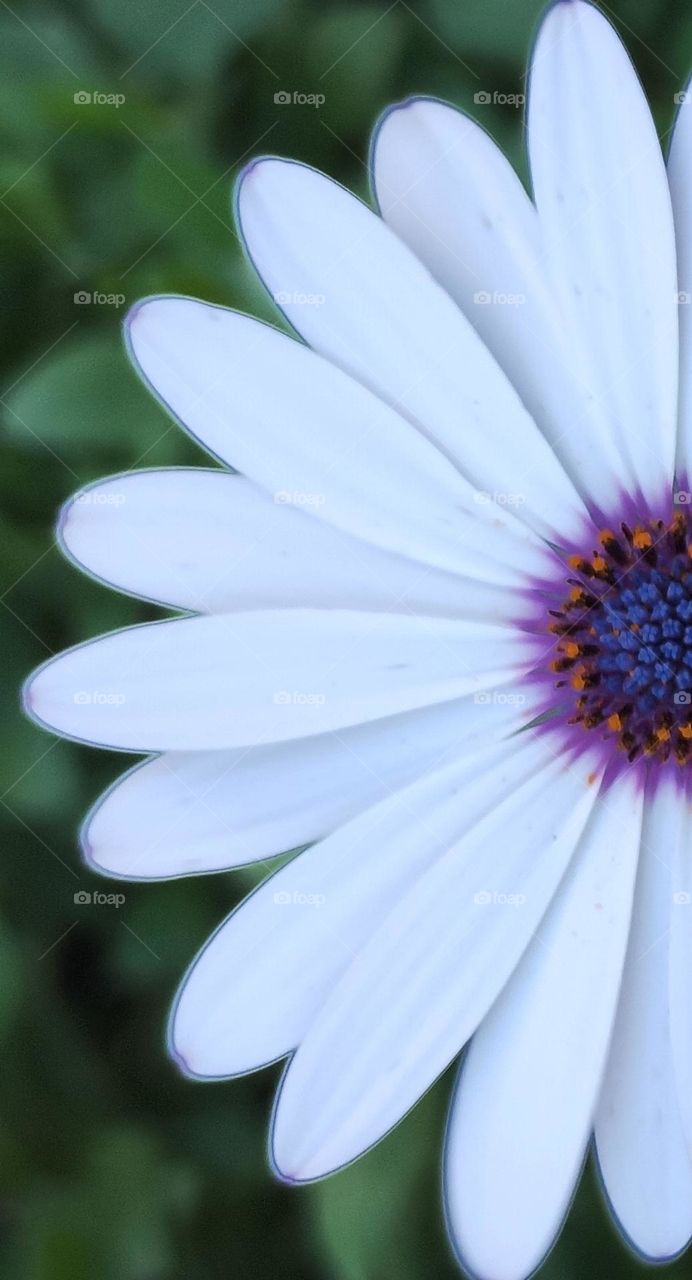 white Daisy