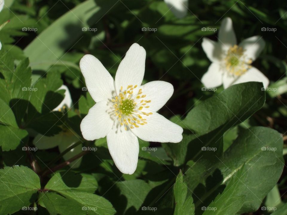 Anemone nemorosa