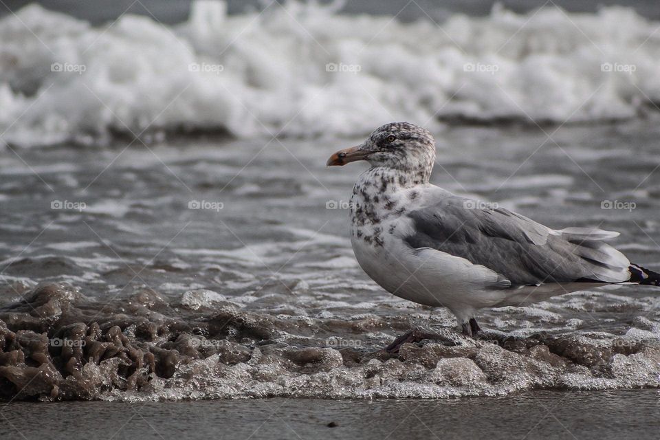 Seagull Stands In Shallow Water On The Shoreline