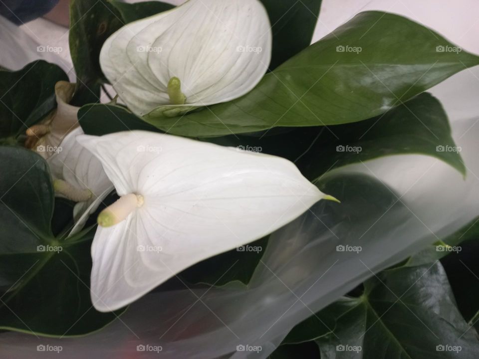 Antúrio  branco, em particular, é associado à paz, a pureza e a inocência.  O Antúrio é uma planta ornamental,  conhecida por suas folhas verdes brilhantes e sua flor  distintiva em forma de coração