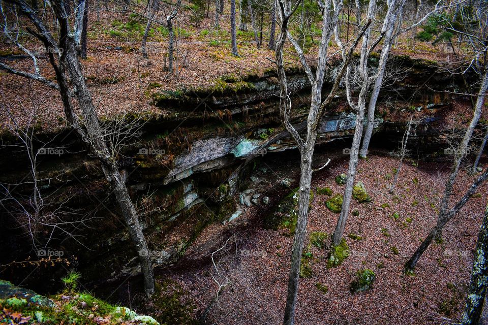 Scenic view in woodd