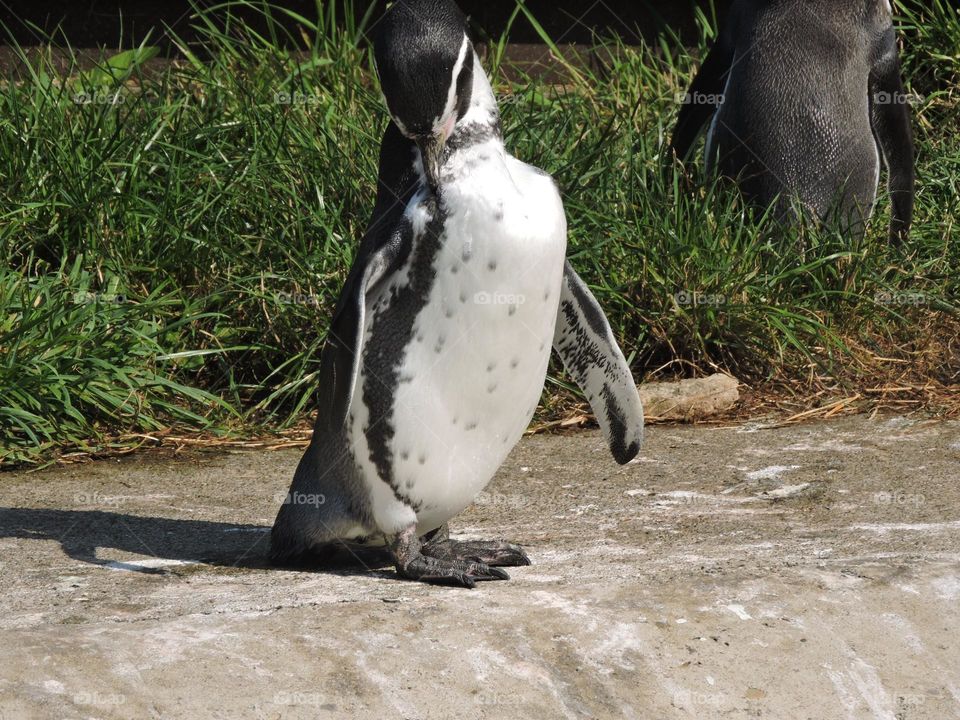 A penguin in a zoo