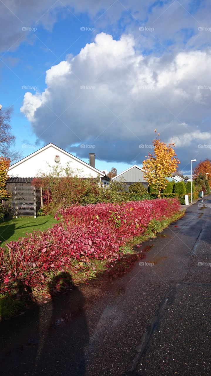 Colorful tree and bushes in fall season 