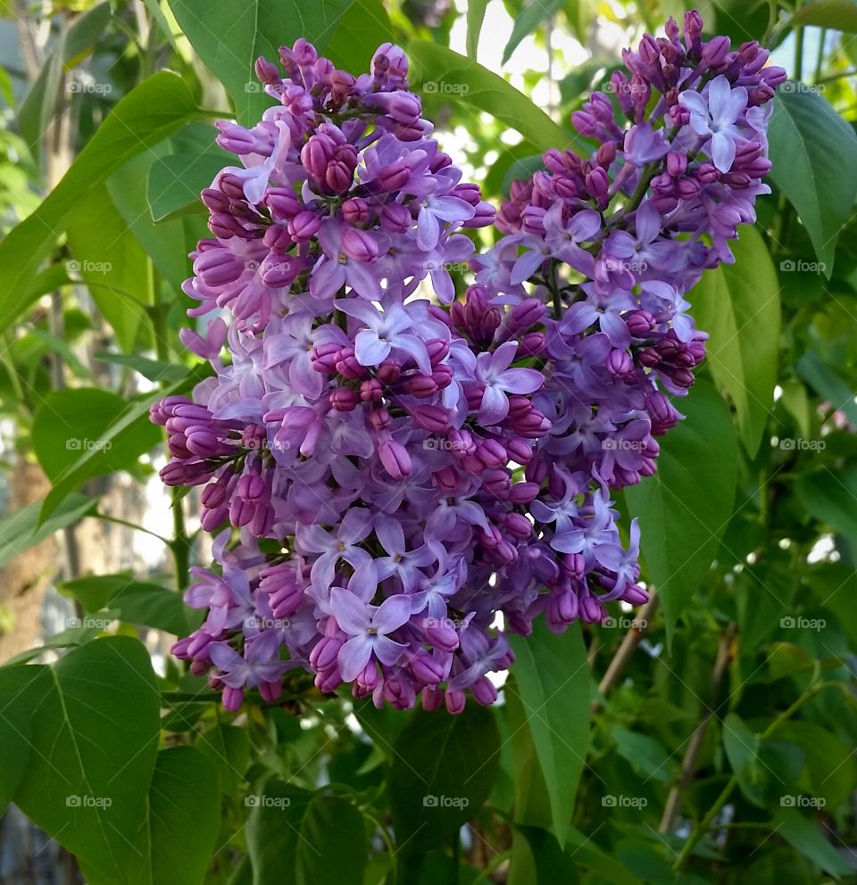 Purple Lilacs Blooming in the Spring