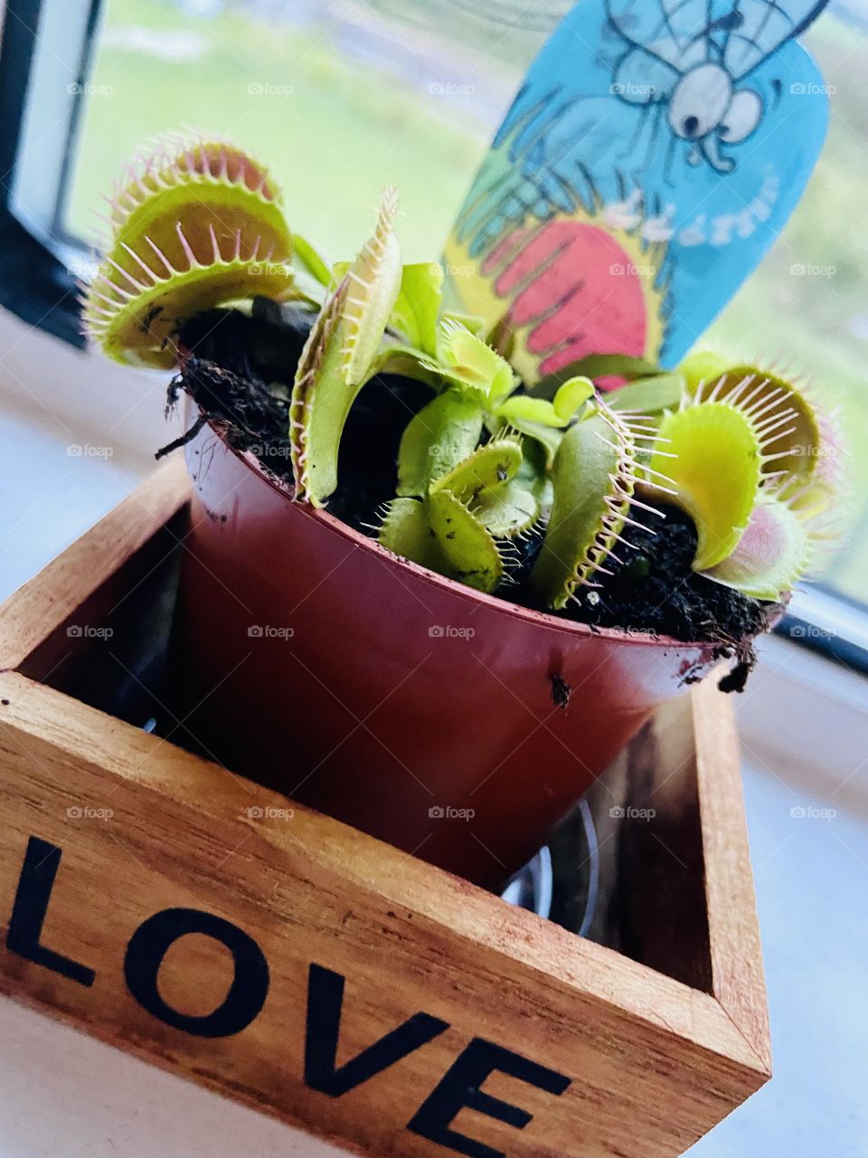 Venus Fly Trap 🪴