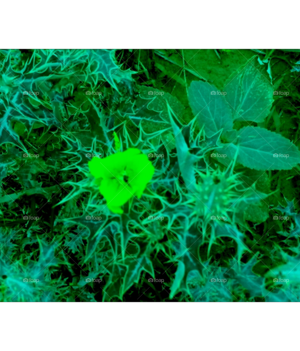 green plants flower image