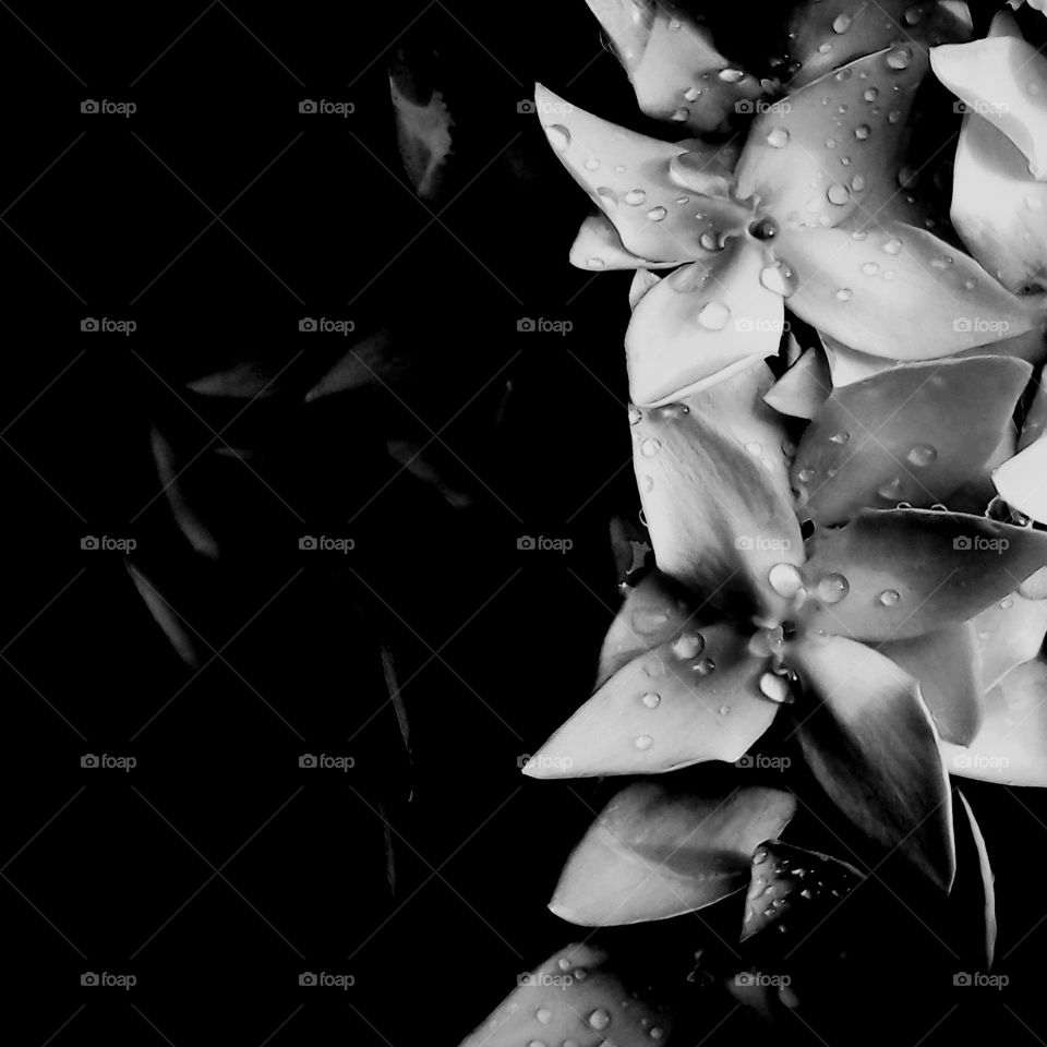 naturelove love, black and white love,