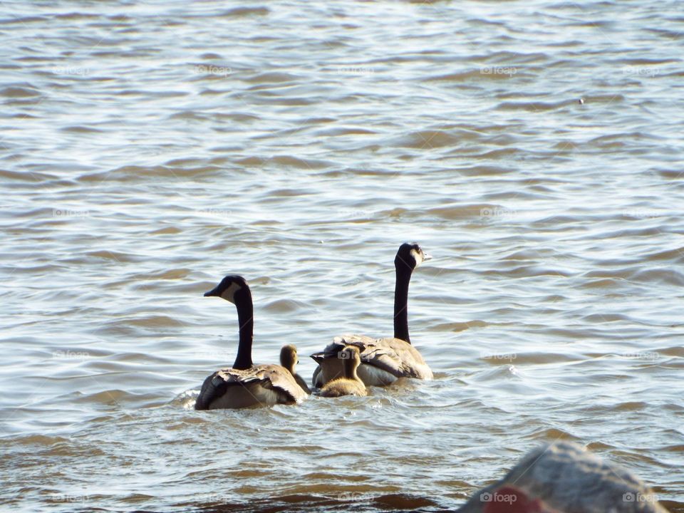 Baby geese with their parents swimming on the Mississippi River in Iowa 