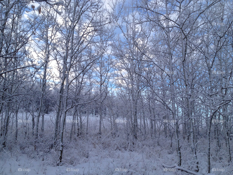 snow winter sky blue by smaddockdesigns