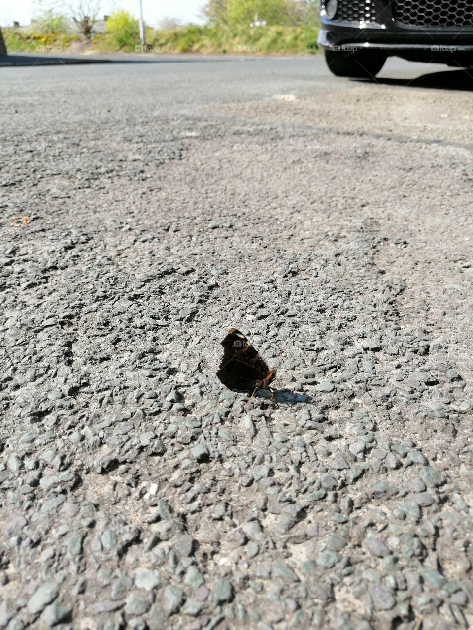 Butterfly On Road
