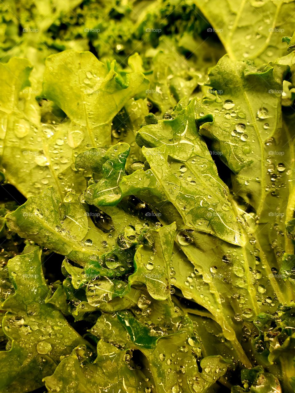 Closeup details and texture of water droplets on leafy green vegetables at the market