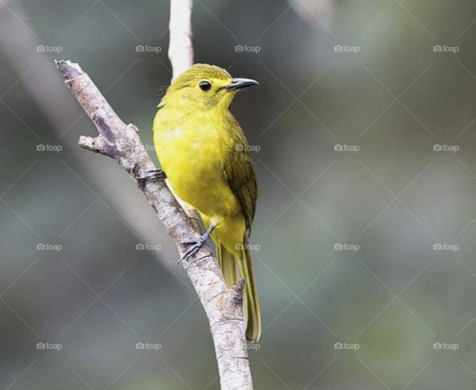 Tiny Yellow Bird