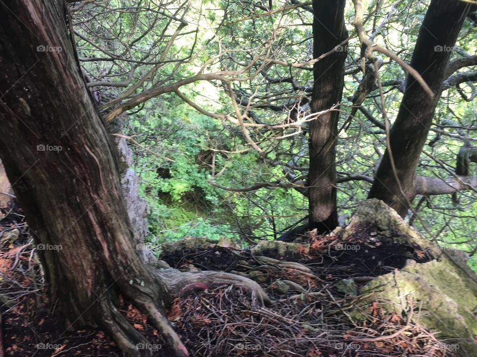 Wood, Tree, Nature, Leaf, No Person