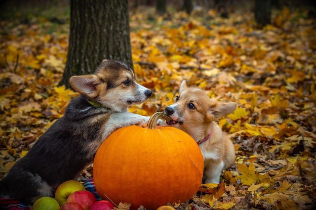 cute funny dogs