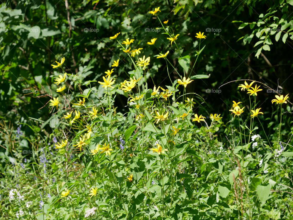 flowers along the trail in Fort Hill, PA