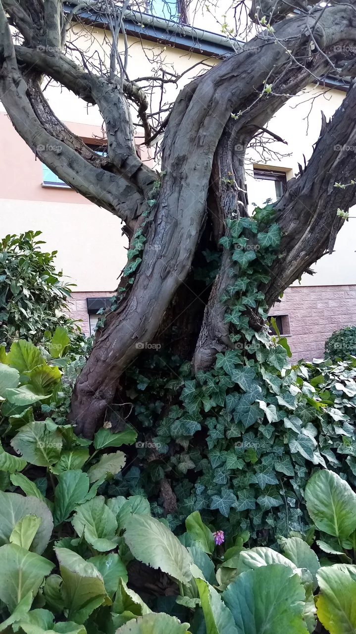 Birnenbaum