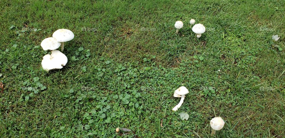 Amazing how quickly mushrooms grow. These weren't here yesterday.
