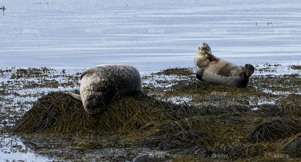 Two seals on seaweed covered rocks by the Atlantic ocean in Western Iceland in early October morning.