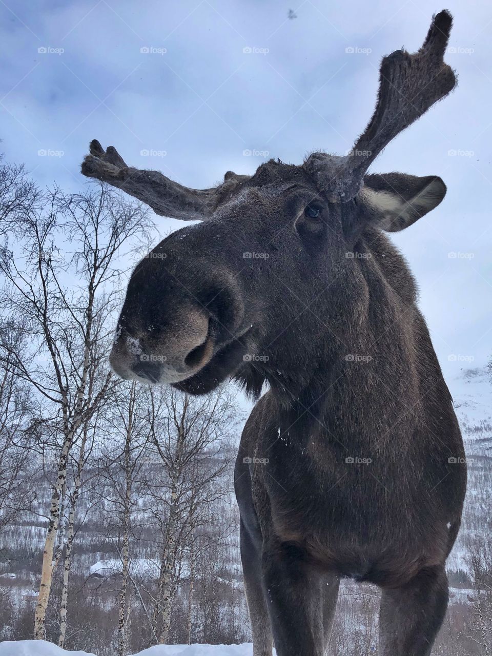 Meeting the King of the Forest