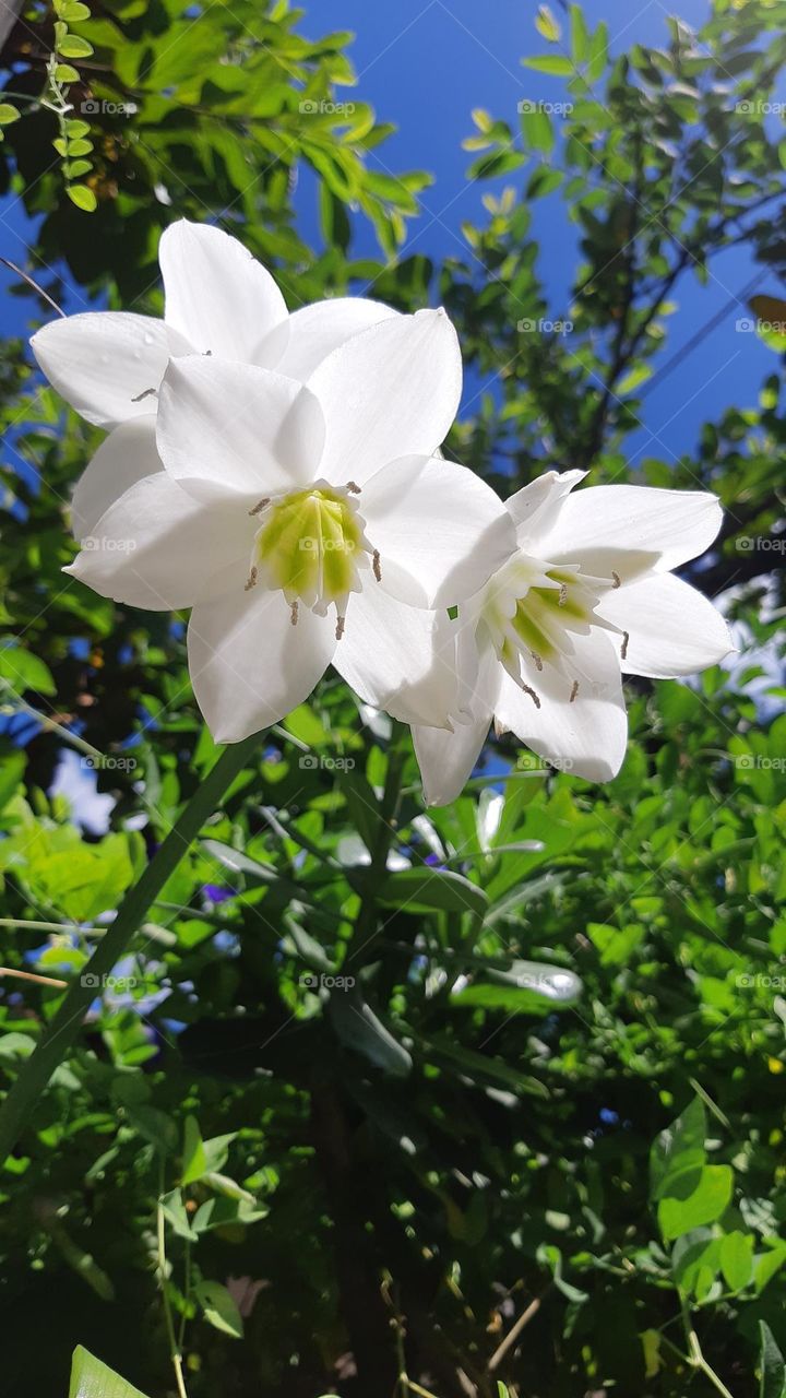 Beautiful colour of eucharis amazonica flowers surrounded by green leaves in the garden