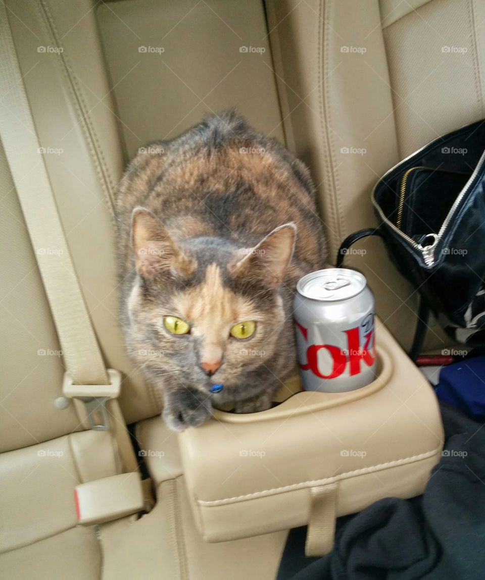 Cat in Cup Holder