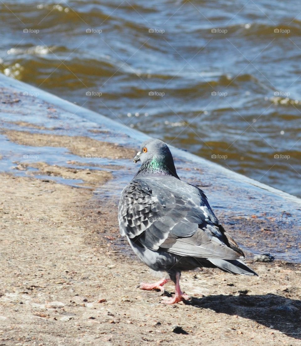 Pigeon