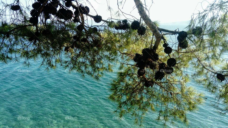 Pine branches over the sea