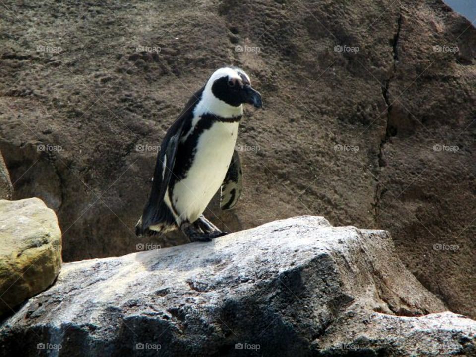Penguin on a rock