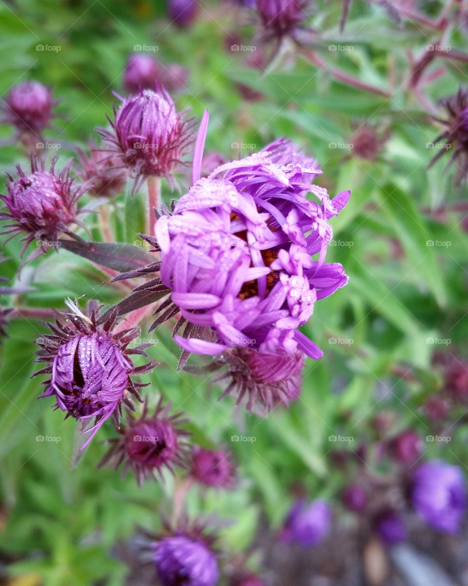 Purple flower blooming on plant