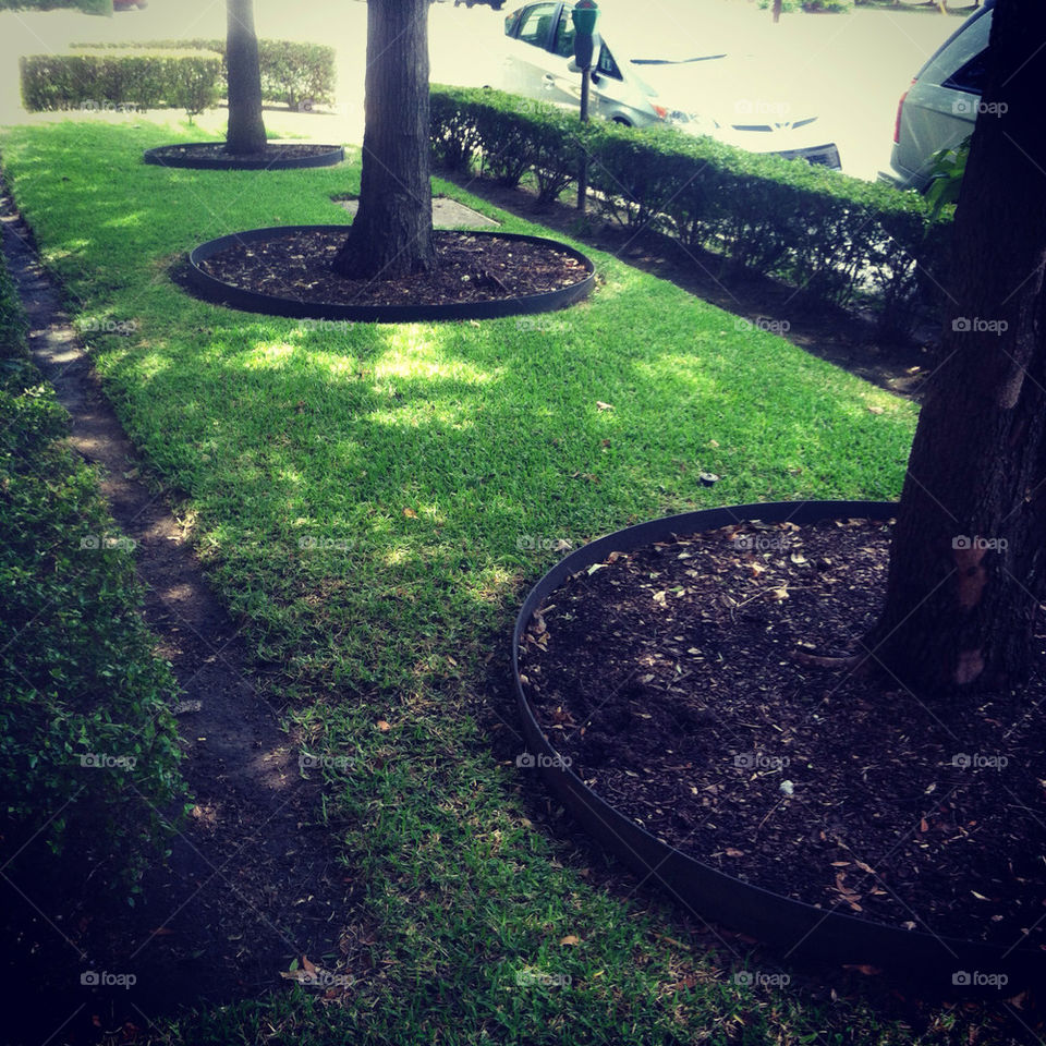 china grass trees shadows by tdkelly
