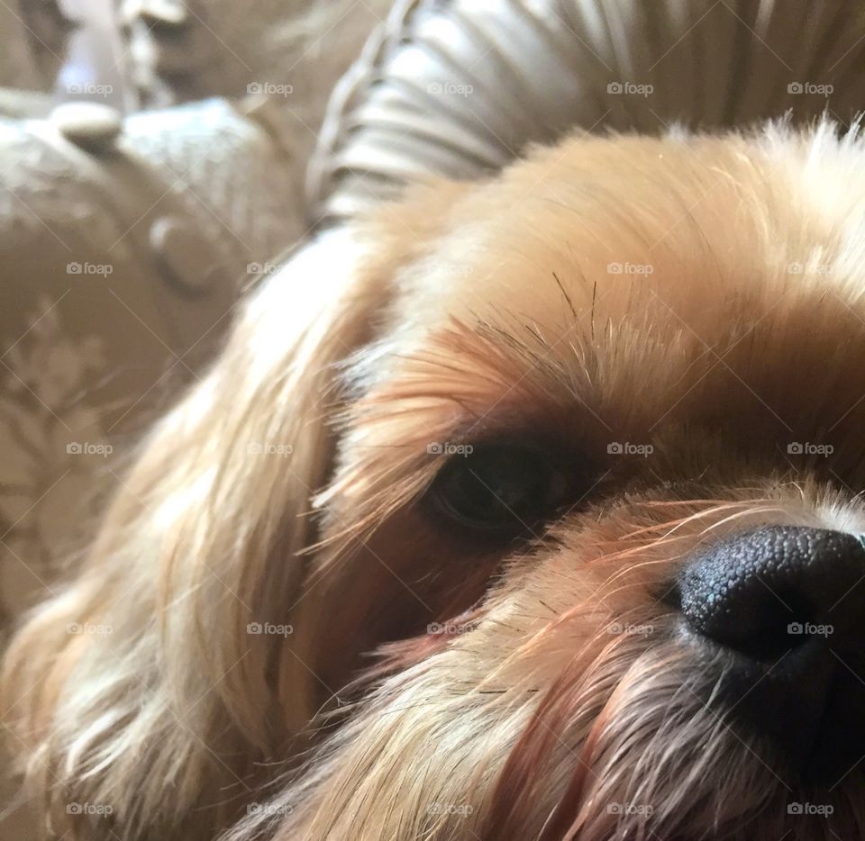 Patches extreme close up 